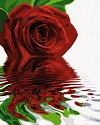 Set pictura pe numere Schipper - Trandafirul rosu, 40x50 cm