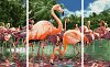 Set pictura pe numere Schipper Triptic - Flamingo, 3 tablouri
