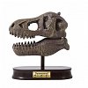 Kit de sapat - Craniu T-Rex