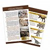 Kit de sapat - Craniu T-Rex