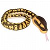 Plus Wild Republic - Sarpe Ball Python, 137 cm