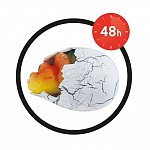 Joc Buki France - Oul magic Dino