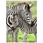 Puzzle Ravensburger - Zebre, 300 piese