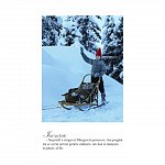 Dorinta ursuletului polar