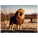 Puzzle Leu regele animalelor, 1500 piese