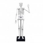 Schelet Gigant 45 cm