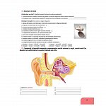 Biologie. Caietul elevului pentru clasa a VII-a