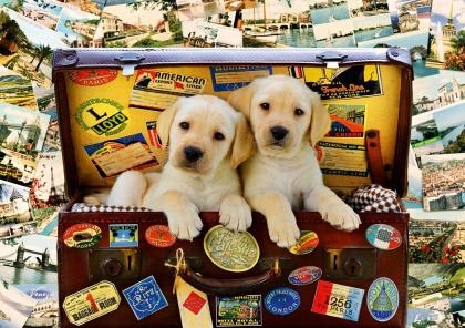 Puzzle Bluebird - Two Travel Puppies, 1.000 piese (Bluebird-Puzzle-70237-P)