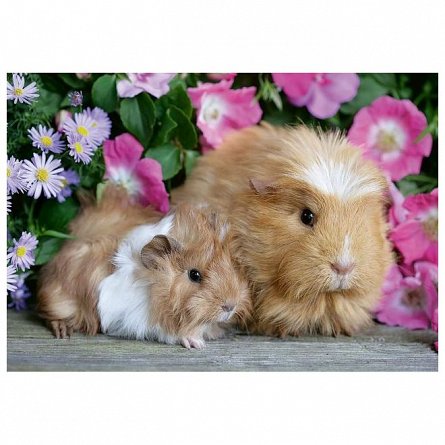 Puzzle Ravensburger - Porcusor de Guinea si iepuras, 2x12 piese