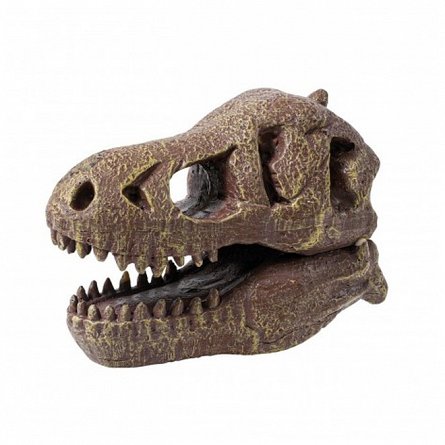 Kit de sapat - Craniu T-Rex