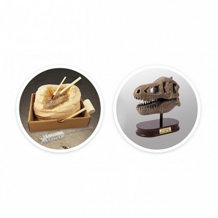 Kit de sapat - Craniu T-Rex