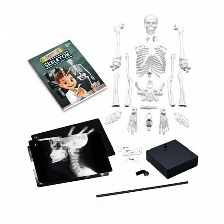 Schelet Gigant 45 cm