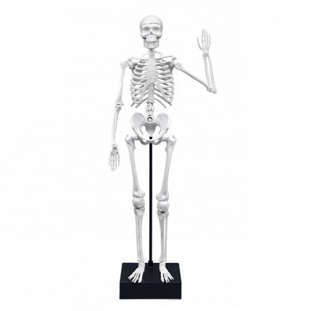 Schelet Gigant 45 cm
