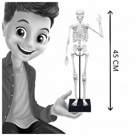 Schelet Gigant 45 cm