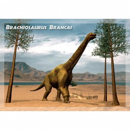 Vedere 3D, Brachiosaurus Brancai