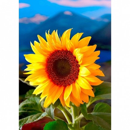 Vedere 3D, Floarea Soarelui