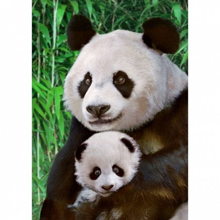 Vedere 3D, Urs Panda cu pui